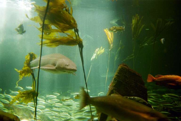Vancover Aquarium 4
