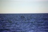 Whalewatching 5