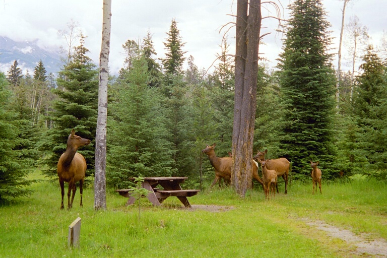 Elk's 2